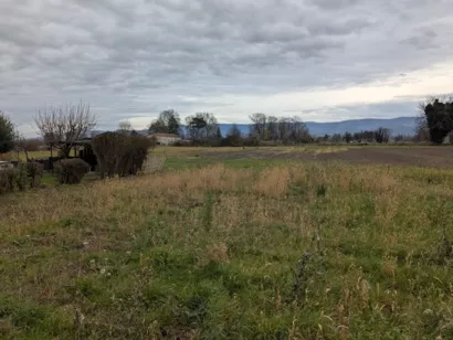 Création de la peypinière