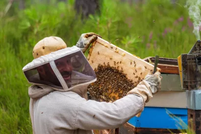 L'Air de la ruche : un souffle venu des abeilles
