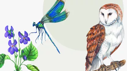 Projet d'édition : L'Oracle du Renouveau