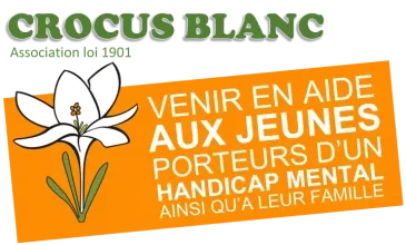 Crocus Blanc