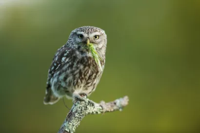 Mettre en place un programme de conservation de la Chevêche d'Athéna à Belfort-Montbéliard