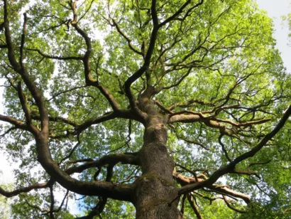 Préserver les îlots de libre évolution à Montagne de Reims