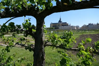 Rajeunir le patrimoine arboré du Potager du Roi à Versailles