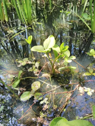 Restaurer la Pâture à Joncs à Marles-sur-Canche