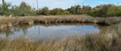 Restaurer le marais à Larmor-Plage